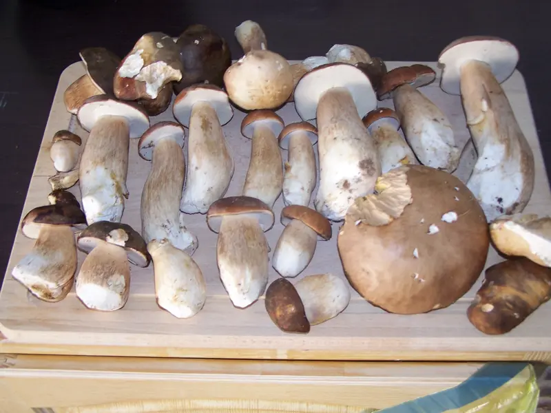 cepes du dernier croquant